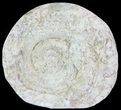 Cut and Polished Lower Jurassic Ammonite - England #62575-1